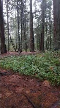 The Hoochie Coochie Girls and Boys Catholic Choir 🎵