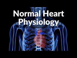 Normal Heart Function Physiology Example