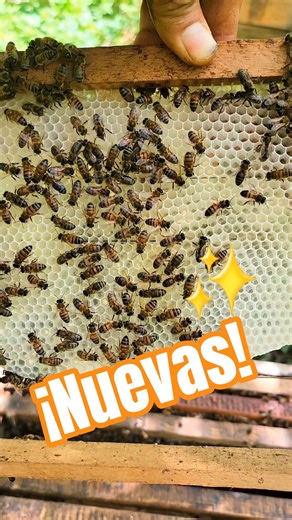 Nevó enjambre #farming #natural #honey #bee #beekeeping #honeybeesting #beekeeper #honeybeesting