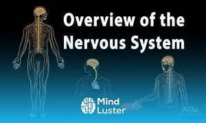 Mind Luster - Learn Overview of the Nervous System Animation