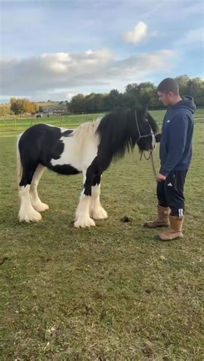 🏆SD John Wayne🏆 Serious colt he is👌👌 | Mike Thomas Loveridge