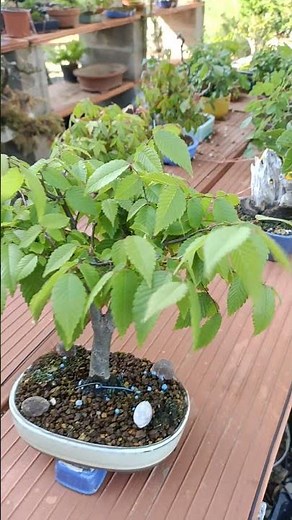 zelkova serrata in bonsai