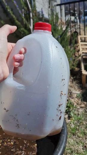 Dilute Your Compost Tea #minifarming #compost #homesteading