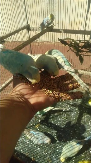 Something About This Budgie Feels Different