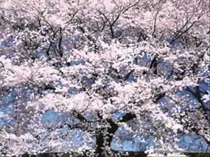 Relax zene-csodás virágokkal