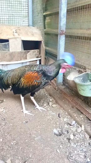 #greenjunglefowlbreeding | Enggang Gading