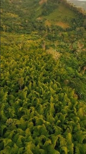 Guadua Iron Bamboo Plantation strongest bamboo on Earth