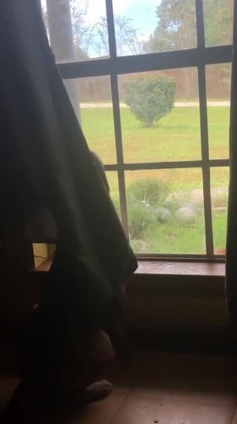 Dog Looks Out of Window