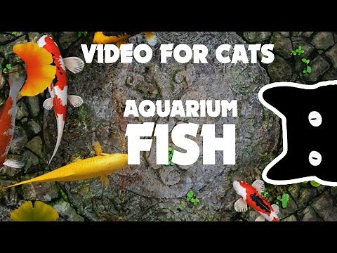 VIDEO FOR CATS ★ fish AQUARIUM 1 hour