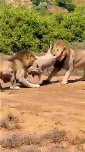 The Warthog Had No Chance
