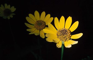 How to Transplant False Sunflowers