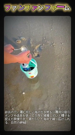 スポッと抜ける快感！砂の中に隠れた大物を引き抜く瞬間#現場 #加工 #潮干狩り #スカッと #海の恵み