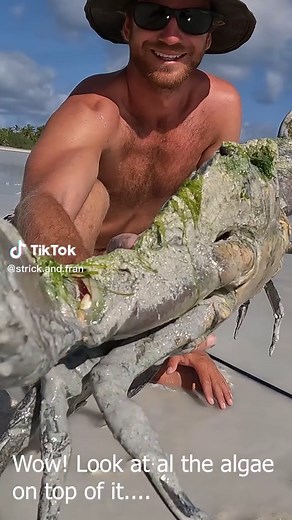 Giant Mud Crab vs Giant Lobster Catch and Cook | Island Life Survival Challenge