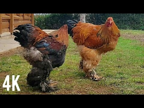 Huge Gold Brahma Chicken - Video 4K