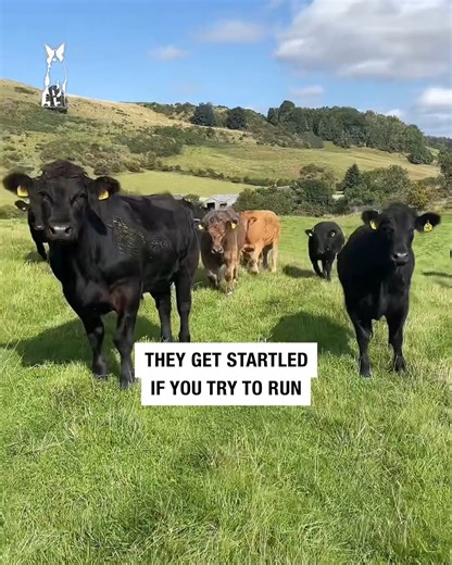 How to stay safe around cattle 🐄😄 | Sean The Sheepman