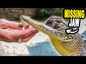 Meet The Alligator That's Missing It's Jaw