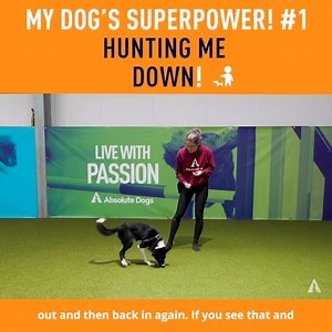 6K views · 118 reactions | Keep your dog’s eyes on the prize by playing a super game of Orientation! This is a great game to play to keep your dog focussed and engaged - it’s a game that can be modified and given a variety of creative spins! Get your dog to HUNT you down! Check it out! (This is worth sharing!) | absoluteDOGS | Facebook