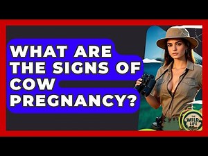 What Are The Signs Of Cow Pregnancy? - The Wild Life Explorer