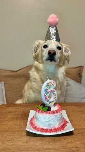 44 reactions · 14 comments | Birthday cake  Issy #6  Lamb and berries are Issy’s favorite food so we decided to make a cake with it to celebrate one more year on furry love  #dogbirthdaycake #lambcake #dogbeefcake #dogcakerecipe | Issy | Facebook