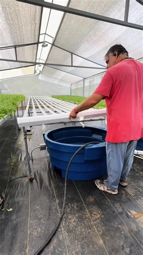 Aquí te dejo el paso a paso para limpiar después de terminar un cultivo de #hidroponia #HidroponíaFácil #hidroponíaencasa #librogratis