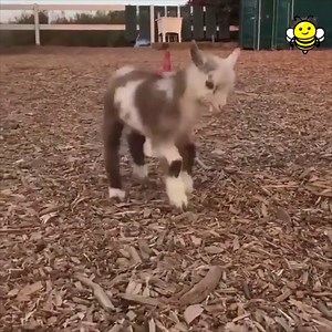 50K views · 2.1K reactions | Someone's ready for the weekend to begin. | Animal Save Movement | Facebook