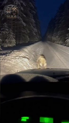 TERRIFYING! Angry Wild Wolf Attacks Car Headlight On Snowy Forest Road! 😱🐺💥