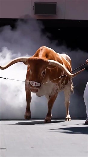 Amazing Scratch Cartoon 😍 | Super Satisfying Animation #Shorts