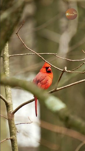 Spring awakens with the vibrant red hues of the Cardinal bird