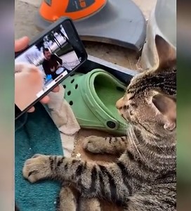 623K views · 25K reactions | Funniest Cat Ever! - Cute and Funny Animal | Cats so Fun | Facebook