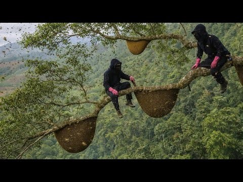 Harvesting wild honey is dangerous - While millions of bees attacked