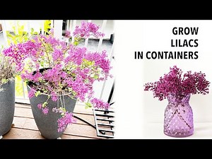 Grow Lilacs in containers | Shrubs in containers | Bloomerang Lilac