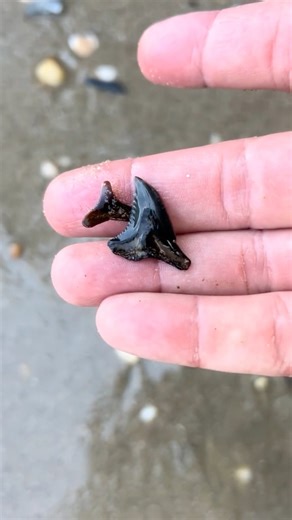 Personalized sharp teeth found on the beach at Calvert cliffs!
