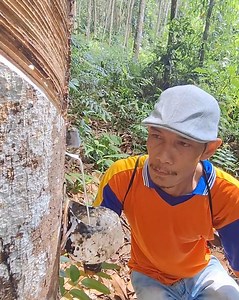 1.6M views · 15K reactions | Water rubber milk original. | Garden rubber tree | Facebook