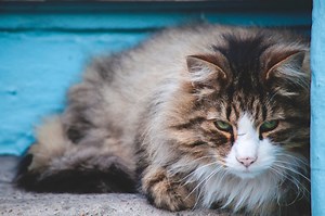 How do I deal with a senior cat with matted fur? - Senior Cats