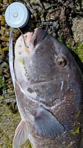 Rhode Island Blackfish Catch and Cook