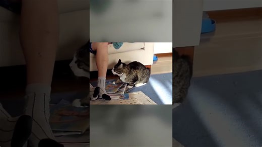 Why cat bites could be dangerous and how to protect yourself