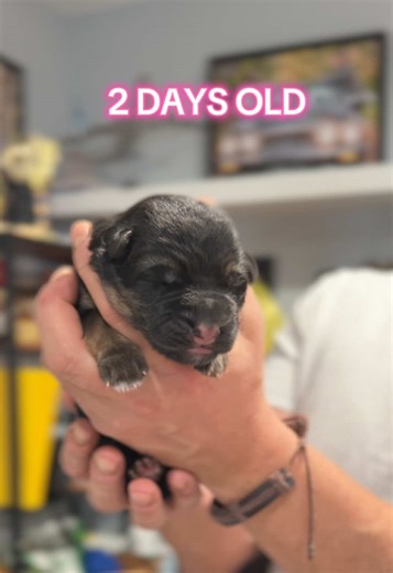 Daily Check on 2-Day-Old GSD Puppies