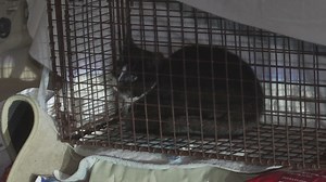 Group works to control feral cat population in Capital Region