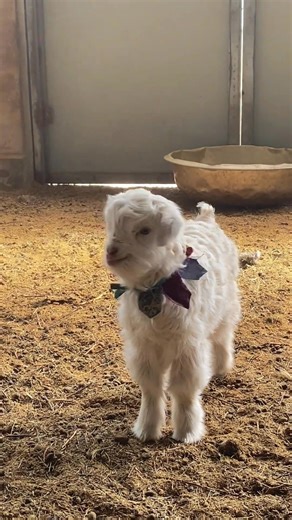 Adorable and innocent little sheep at a herdsman's warm shed in a pastoral area of northern China's Inner Mongolia Autonomous Region 🐐🐏🌱 | Across Inner Mongolia
