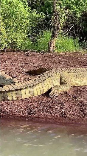 GIANTS OF THE WILD: Nile Crocodiles in Their Natural Habitat! | Ultimate African Predator Experience