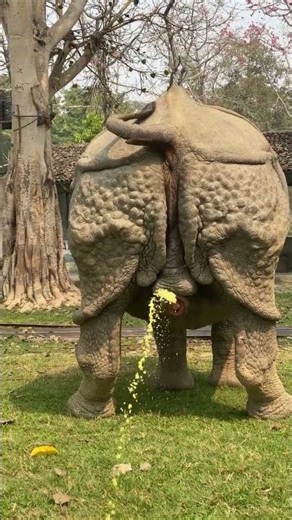 “Rare Moment: Rhino Peeing Caught on Camera 😲”