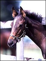 Help for orphan foals - Horse & Hound