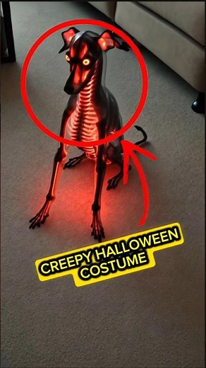 Top 5 Cat and Dog Halloween Costumes?! 🙀😱 #halloween #halloweencostume