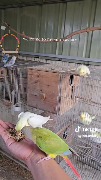 Welcome to My Mini Aviary - Cute Bird Videos