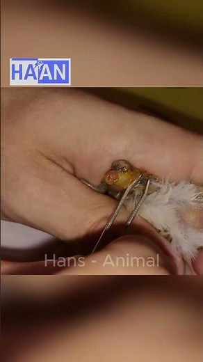 Removing larvae #animalcare