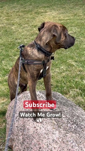 Join Ranger’s Journey 🐾💛🐶 (We’d Love to Have You!)#canecorsopuppy #rangerthecorso #dog #shorts