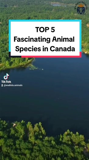 TOP 5 Fascinating Animal Species in Canada #animals #animalspecies #animalcanada #top5 #polarbear #animalsoftiktok #baldeagle #belugawhale #commonloon #tiktok #foryoupage #foryou #fyp #wadiolaanimals #explore #viral @💫Wadii World💫🇨🇦🇹🇳 @Mr. Wadii @★Wadiola Animals★ @★Wadiola Animals★ @★Wadiola Animals★