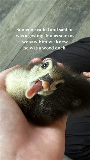Meet Woodruff, an orphaned wood duck raised at the sanctuary