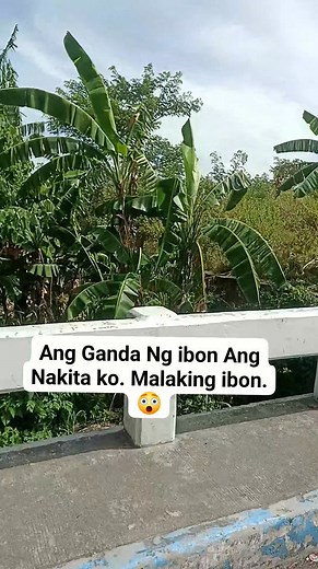 8.8K views · 25 reactions |  #jbirdtv #birdshow #show #lovebird #birdtricks | J BIRD TV | Facebook