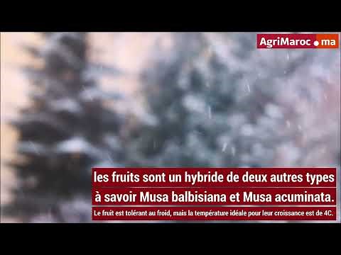 La banane bleue de Java, la nouvelle variété de bananes à la mode